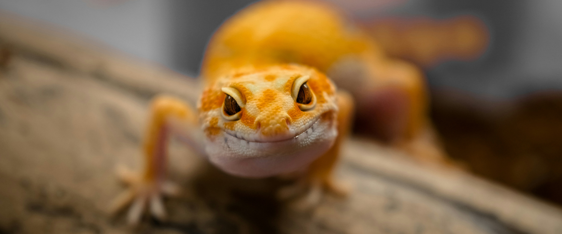 Main Slider